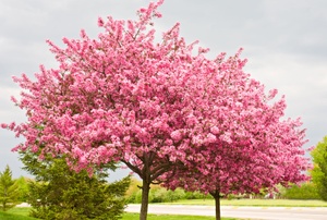 Two redbud tress side by side