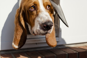 beagle exiting a doggy door
