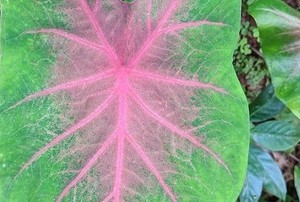 broad green caladium leaf with pink veins in the center