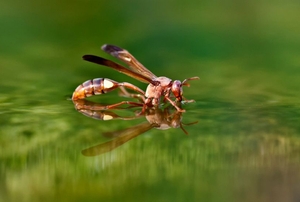 A red wasp lands on the surface of the water for a drink.
