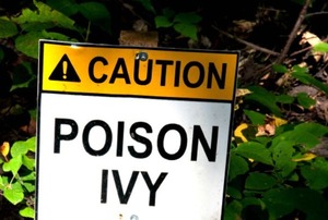 A poison ivy warning sign