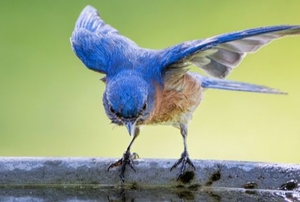 bluebird on a branch
