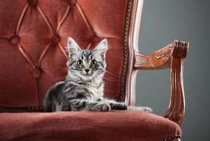 A kitten sitting on an antique chair.