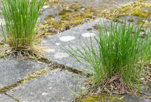An older patio with grass and moss growing between the stones.