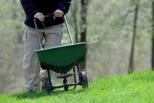 Fertilizing the lawn in the fall.