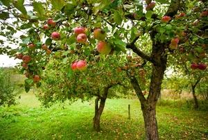 An apple tree.