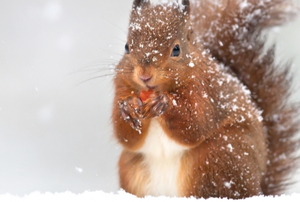 squirrel in the snow
