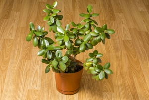 Jade plant in a pot