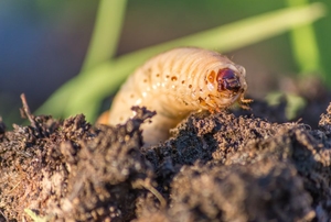a Larva