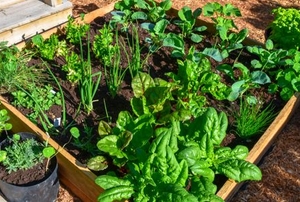 small vegetable garden in wood frame bed
