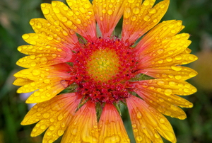 beautiful red and yellow coneflower with water drops