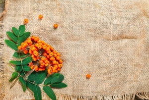 A piece of burlap with orange berries and green leaves in one corner.