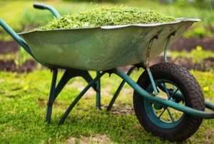 pile of grass trimmings in wheel barrow