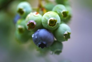 Ripening blueberries with water droplets, hanging from a branch.