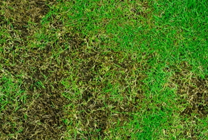 grassy lawn with dead patches