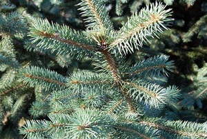 A close up on a spruce tree.
