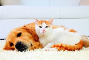 Dog and cat- resting together on a white carpet.