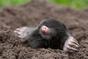 A mole emerging from the ground in a yard.