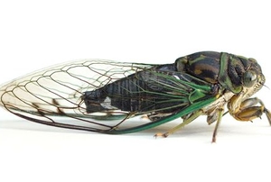 cicada on white background