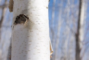 A birch tree.
