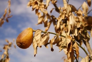 a citrus tree with dead, curled up leaves