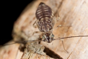 booklice feeding on old wood