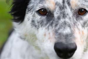 close-up of white and black dog's face