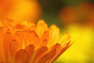 Closeup on the petals of a marigold.