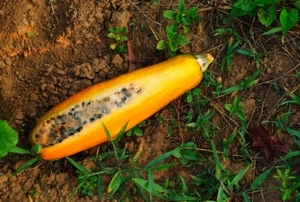 Moldy yellow squash in the garden.