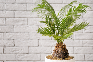 small palm tree in a pot