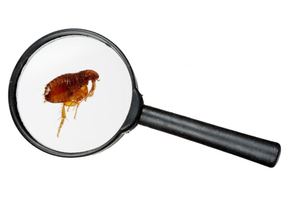 A magnify glass over a flea on a white background.