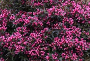 Pink weigela blooms