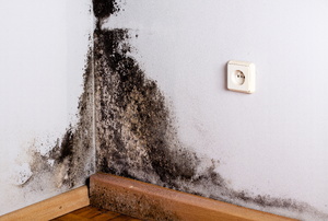 Black mold on a wall.