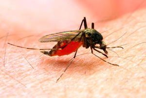 A mosquito engorging its gut with your blood.
