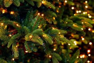 A close-up of the lights on a Christmas tree.
