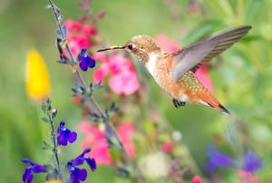 A brown hummingbird in a garden of colorful flowers.