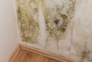 Extensive mildew growth spreads on the wall of a home.