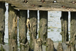old rotted wood