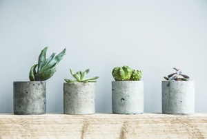 Succulents.