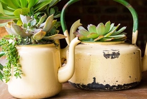 succulents planted in upcycled tea kettles