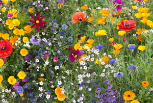 brightly colored wildflowers