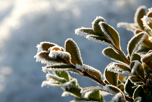 Frost on the leaves of a plant.