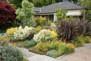 A xeriscaped front yard.