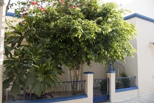 A shade tree in front of a house.