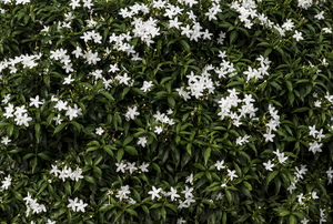 Jasmine.