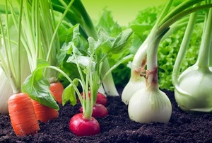 growing vegetables