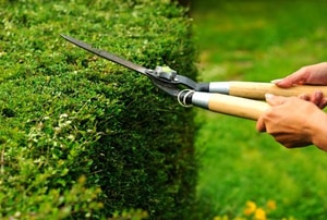 two hands holding a pair of pruning shears to trim a hedge