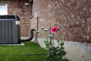 An HVAC system appliance outside a brick building and next to a white door and pink rose