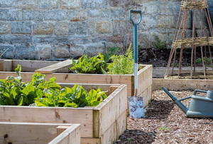 Raised-bed vegetable garden with lettuce