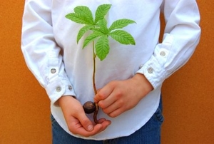 The hands of a young boy holding a chestnut seedling--a future tree.